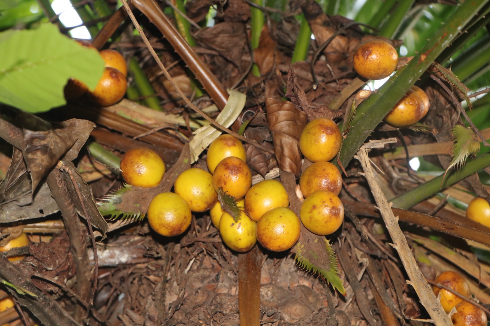 Cycas sphaerica